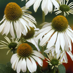 White Coneflower